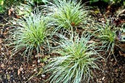 Turzyca stożkowata Snowline Carex conica C2