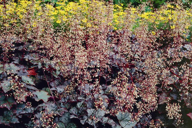 Żurawka Palace Purple Heuchera micrantha C2