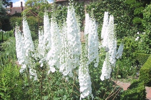 Ostróżka ogrodowa Magic Fountains White Delphinium cultorum C2