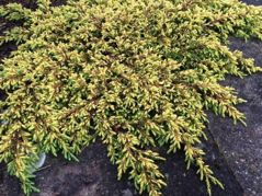 Jałowiec pospolity Goldschatz Juniperus communis C2