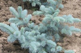 Świerk kłujący Hoopsii Picea pungens C5