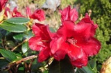 Różanecznik Baden-Baden Rhododendron C2