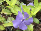 Barwinek pospolity La Grave Vinca minor P9