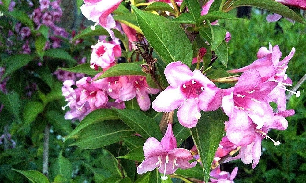 Krzewuszka cudowna Pink Princess Weigela florida C2