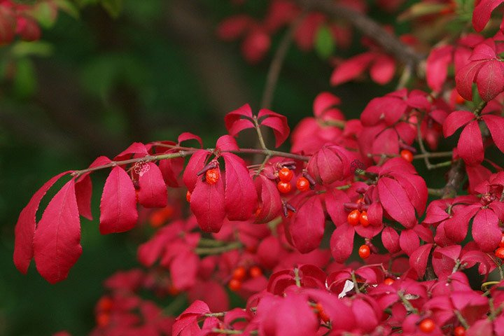 Trzmielina Oskrzydlona Euonymus alatus C5