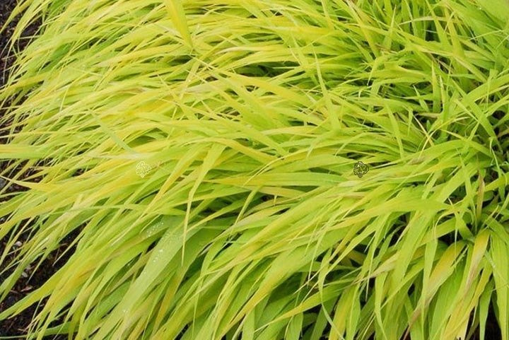 Hakonechloa smukła All Gold Hakonechloa macra P9