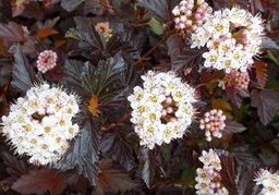 Pęcherznica kalinolistna Midnight PBR Physocarpus opulifolius C3