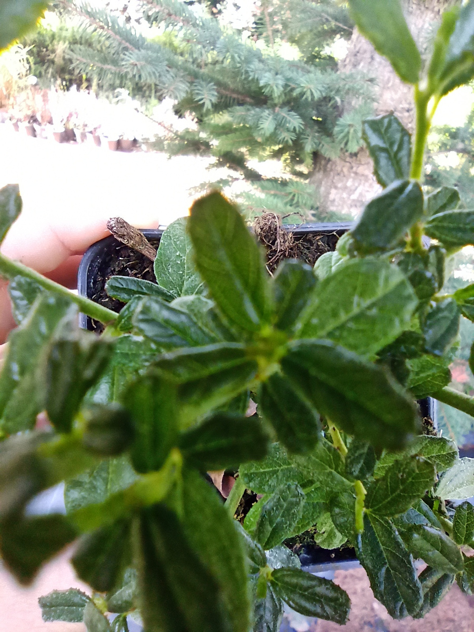 Prusznik Italian Skies Ceanothus P9