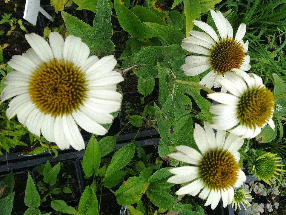 Jeżówka White Swan Echinacea P9