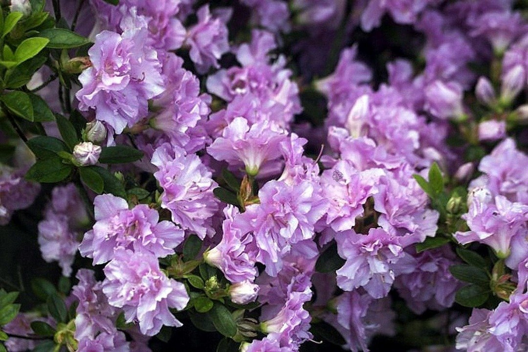 Azalia japońska Elsie Lee Rhododendron obtusum C2