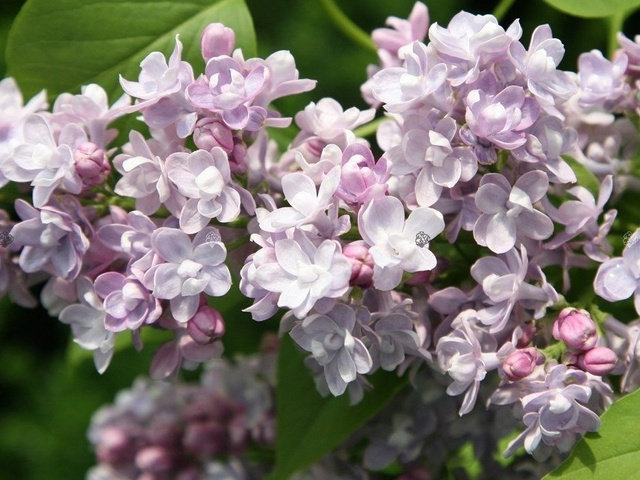 Lilak pospolity Katherine Havemeyer Syringa vulgaris C2