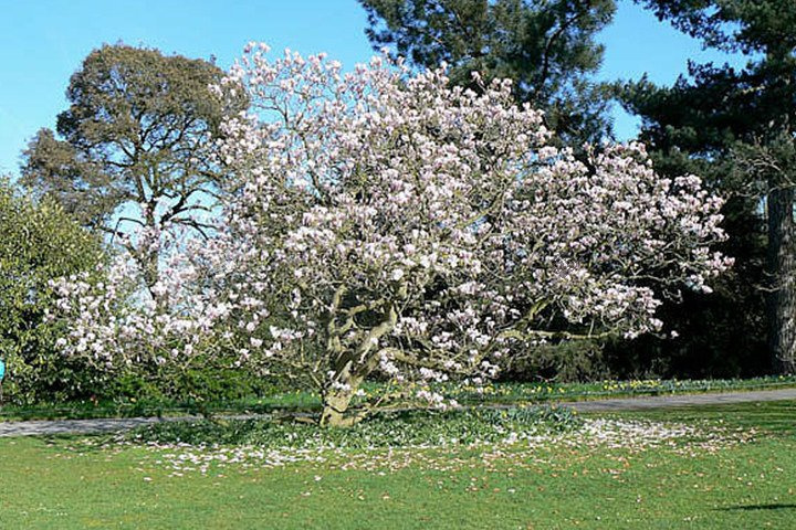 Magnolia Soulange'a  Magnolia soulangeana 