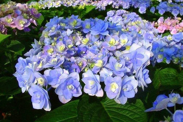 Hortensja ogrodowa You&Me Passion PBR Hydrangea macrophylla P9