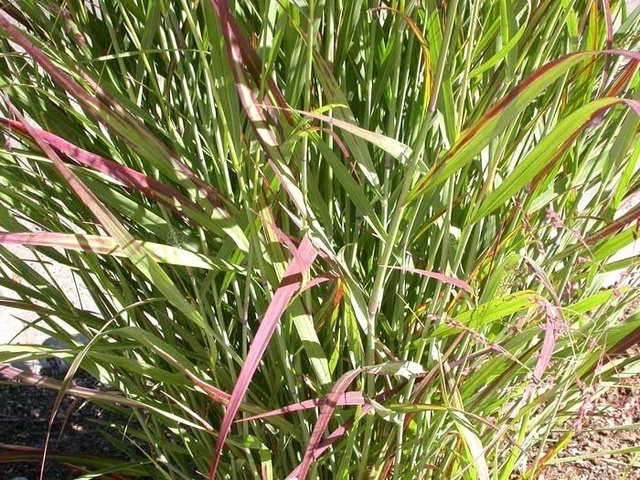 Proso rózgowate Rotstrahlbusch Panicum virgatum C2