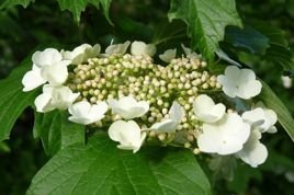 Hortensja dębolistna Sikes Dwarf Hydrangea quercifolia C3