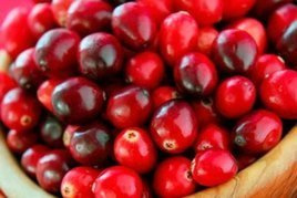 Żurawina wielkoowocowa Early Black Vaccinium macrocarpon C1,5