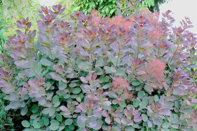 Perukowiec podolski Follis Purpureus Cotinus coggygria C5