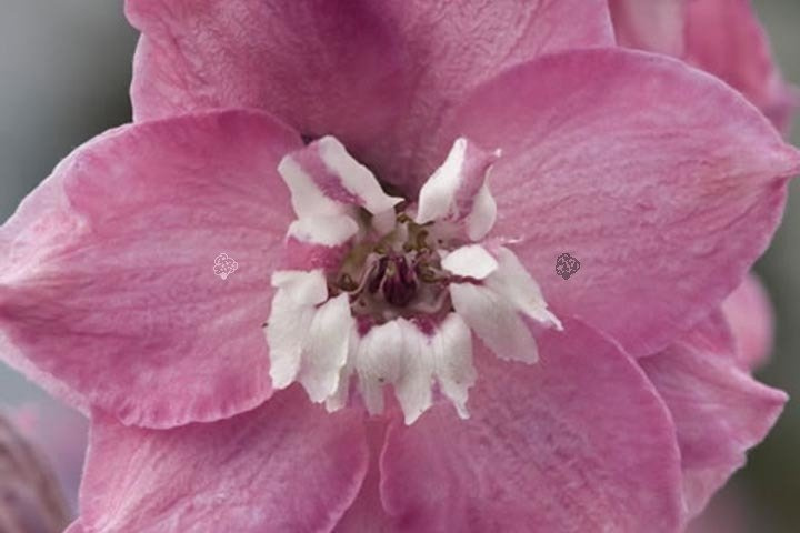 Ostróżka ogrodowa Magic Fountains Pink Delphinium C2