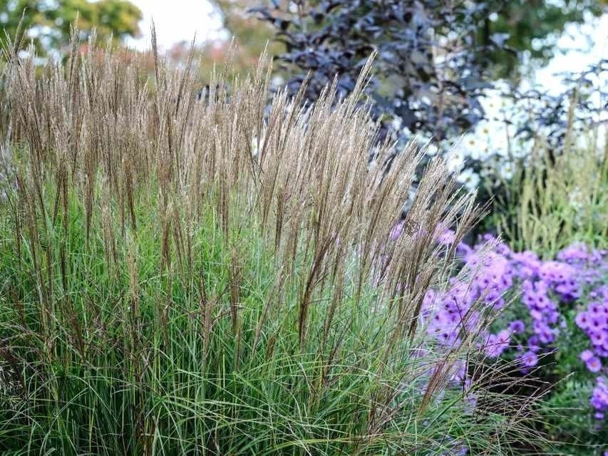 Miskant chiński Kleine Silberspinne Miscanthus sinensis P9