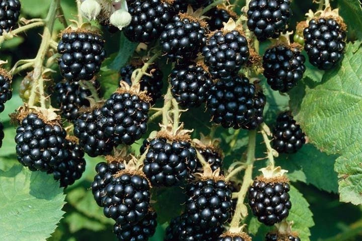 Jeżyna bezkolcowa Thornfree Rubus fruticosa