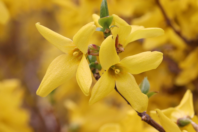 Forsycja Maluch Forsythia P9