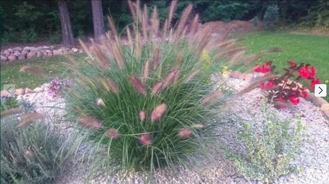 Rozplenica japońska Red Head Pennisetum alopecuroides P9