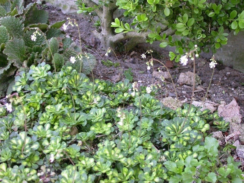 Skalnica cieniolubna Variegata Saxifraga urbium P9