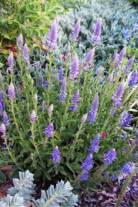 Przetacznik kłosowy Nana Blauteppich Veronica spicata P9