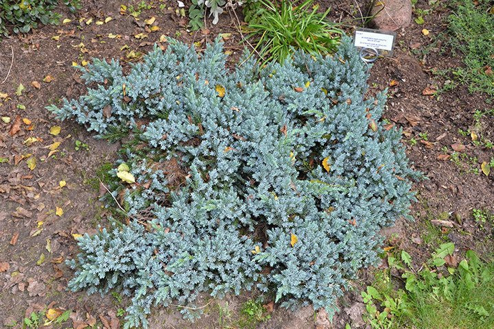 Jałowiec łuskowaty Blue Carpet Juniperus squamata P9