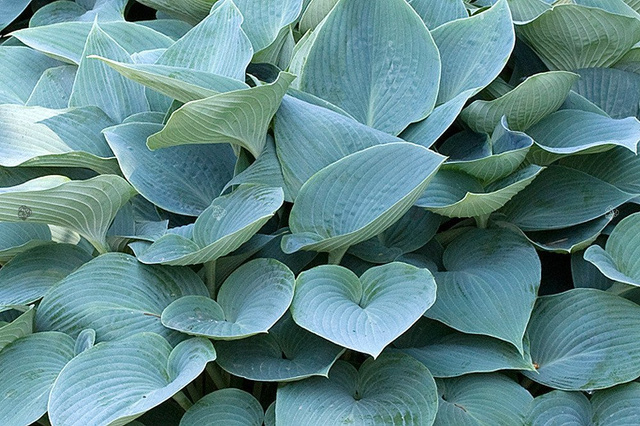Funkia Halcyon Hosta C2
