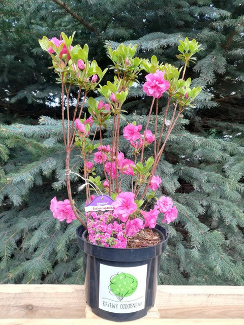 Azalia japońska Babuschka PBR Rhododendron obtusum C2