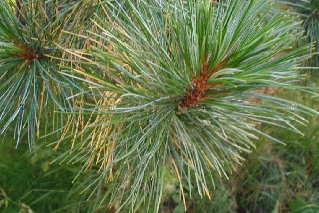 Sosna limba Pinus cembra C2