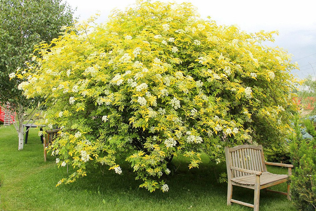 Bez koralowy Plumosa Aurea Sambucus racemosa C3