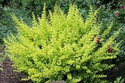 Berberys Thunberga Sunsation Berberis thunbergii C2