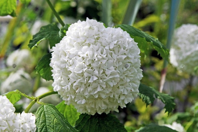 Kalina koralowa Roseum Viburnum opulus P9