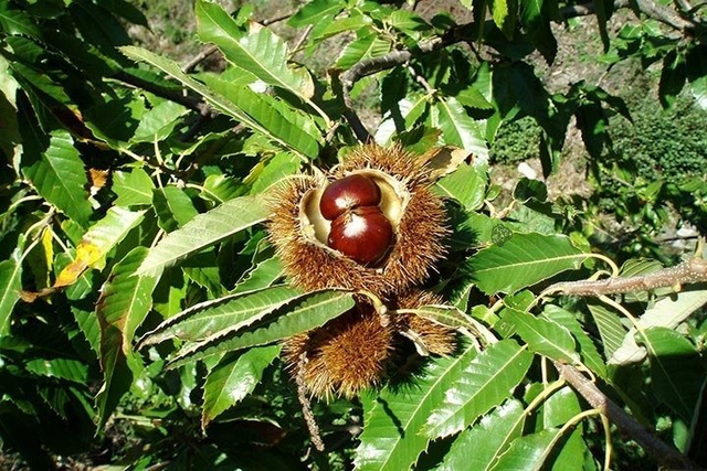Kasztan jadalny Castanea sativa P9