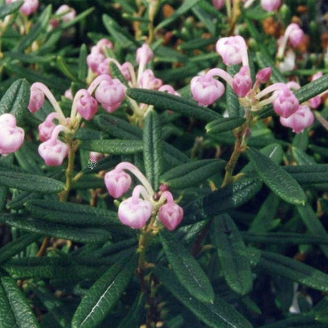 Modrzewnica pospolita Compacta Andromeda polifolia P11