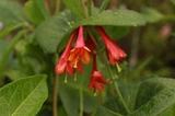 Wiciokrzew Browna Dropmore Scarlet Lonicera brownii