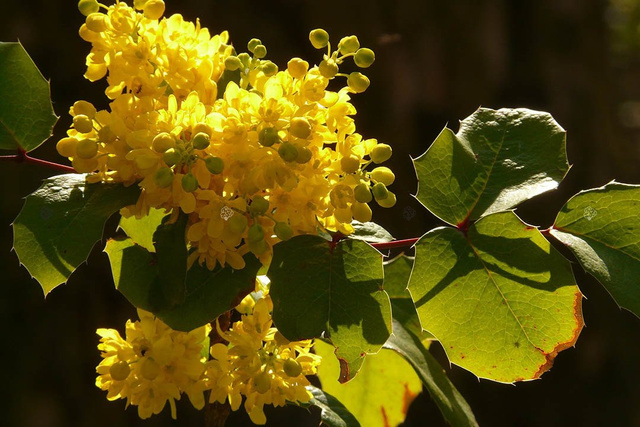 Mahonia pospolita Mahonia aquifolium C2