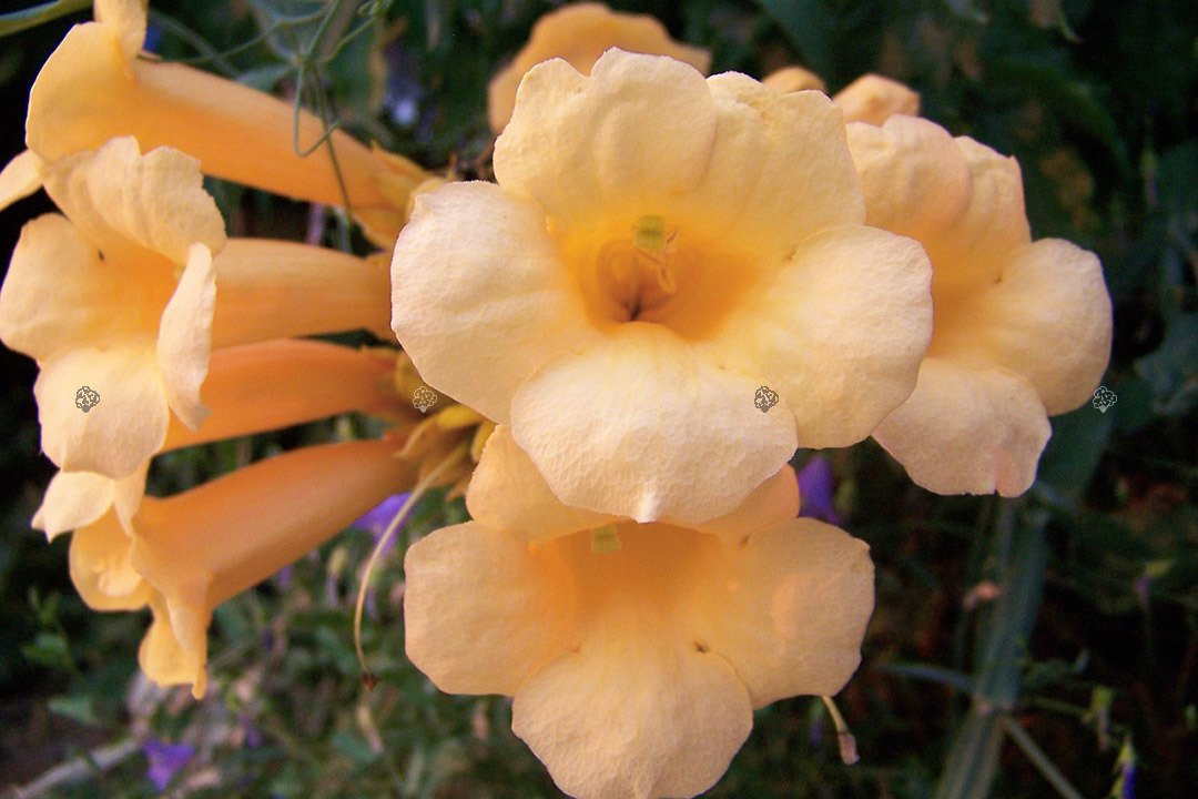 Milin amerykański Flava Campsis radicans C2