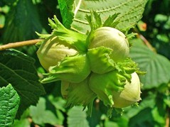 Leszczyna pospolita Cosford Corylus avellana C2