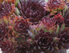 Rojnik Noir Sempervivum P9