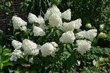 Hortensja bukietowa Phantom Hydrangea paniculata C2