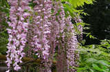 Glicynia kwiecista Honbeni Wisteria floribunda C2