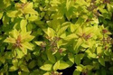 Tawuła japońska Golden Princess Spiraea japonica C2