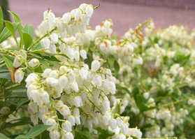 Pieris japoński White Pearl Pieris japonica C1,5