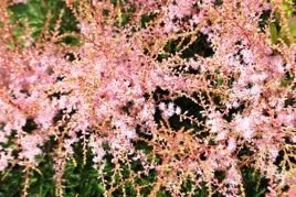 Tawułka Sprite Astilbe P9