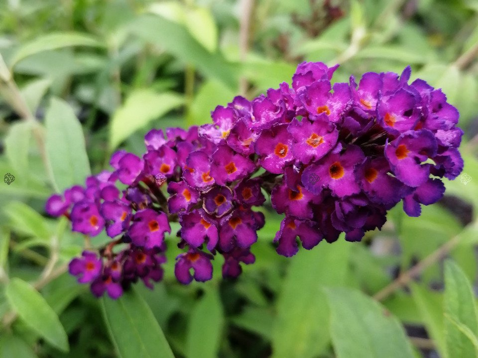 Budleja Davida Tricolor Buddleja davidii 3xP9