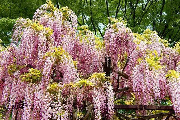 Glicynia kwiecista Honbeni Wisteria floribunda C2