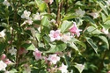 Krzewuszka cudowna Variegata Weigela florida C2